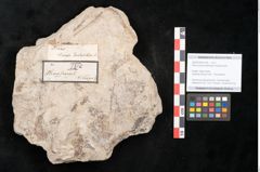 Foto (Objekt + Etikett) von Alnus novae zeelandiae Ettingshausen (NHMW-GEO-2024-0188-10128)
